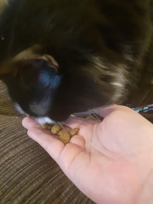 FRISKIES Party Mix Natural Yums with Catnip Flavor Crunchy Cat Treats