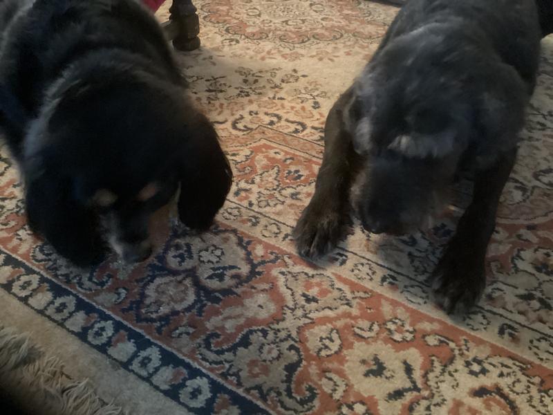 Waiting for treats then enjoying them!