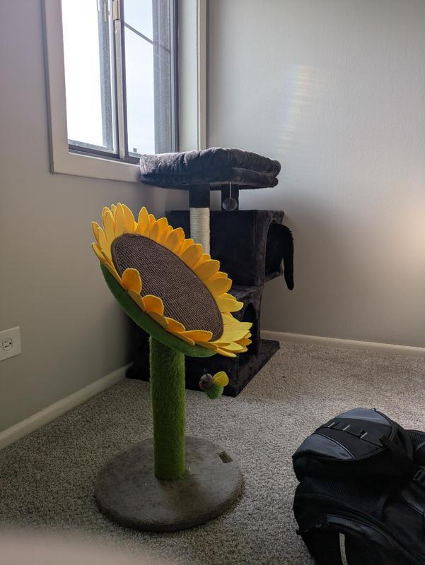 Sunflower is also from chewy and is the best