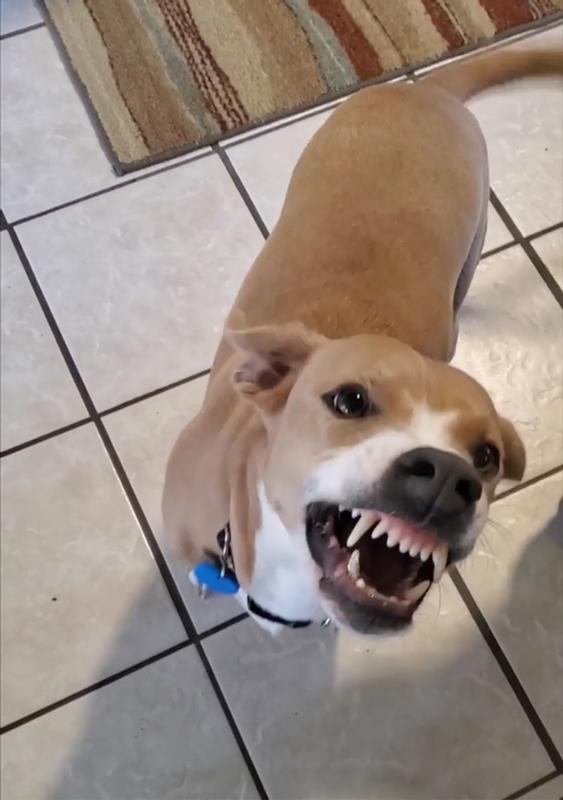 Teddy smiling for a Mintie