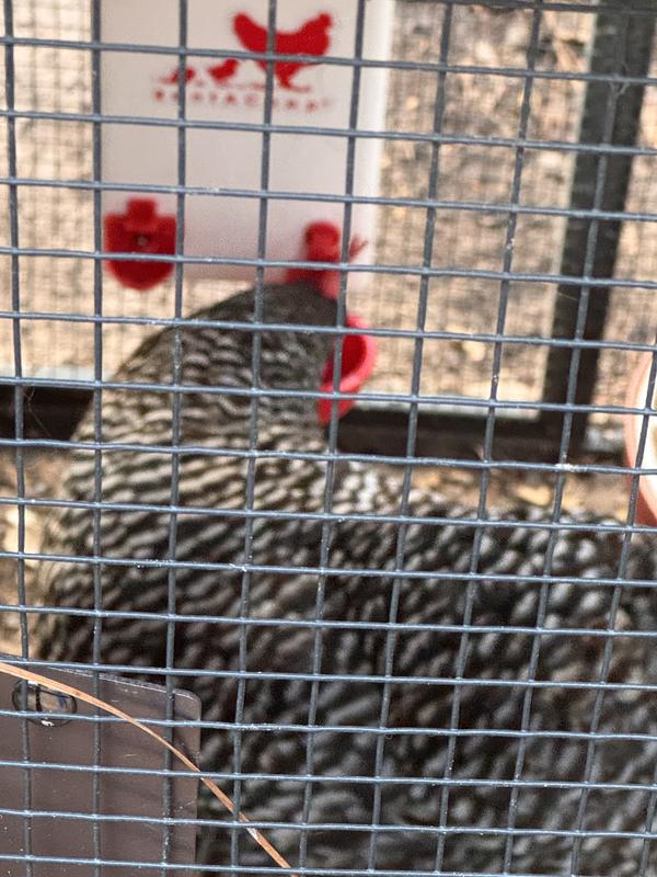 Chickens took right to it