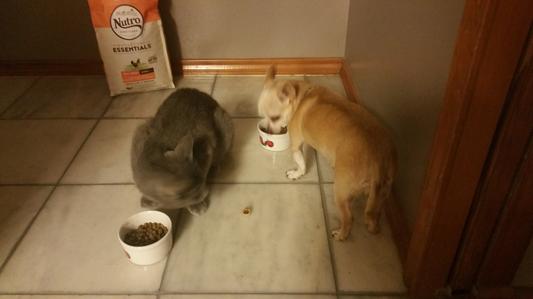 Piglet and Kit Kat enjoying Nutro Small Breed Adult dog food