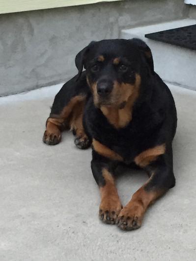 PET STUDIO Dog RampSteps reviews Chewy