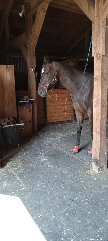 Dream with Equine Fusion "High-Top Sneakers"