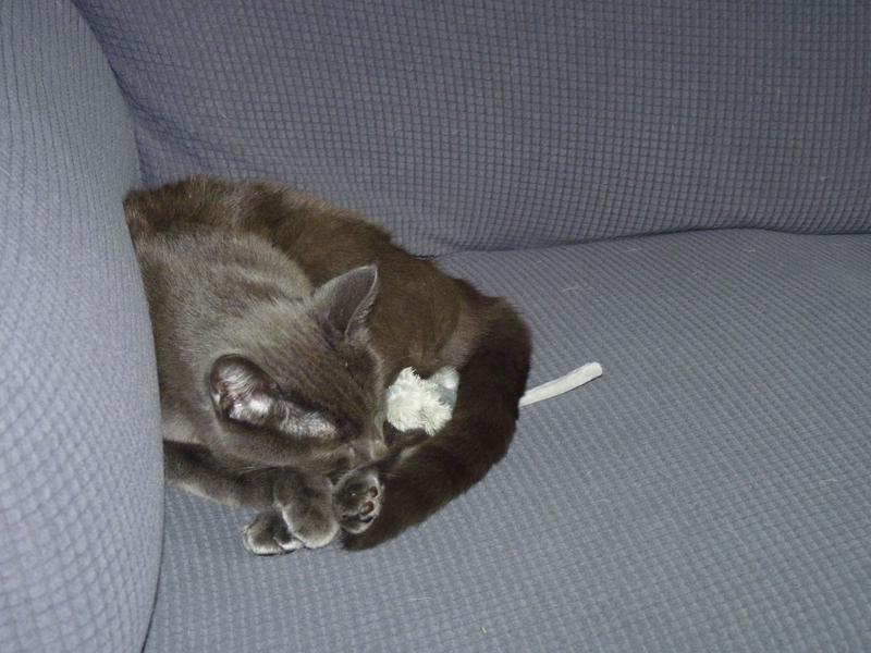 FRISCO Skinny Mouse Plush Cat Toy with Catnip, Gray