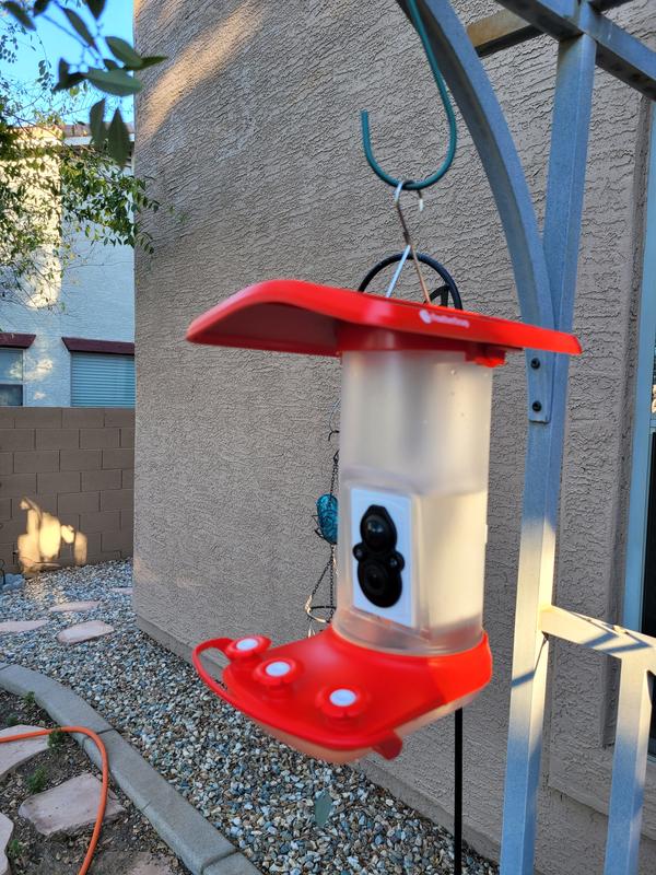 Hang in the shade, facing away from the sun, for best pictures.