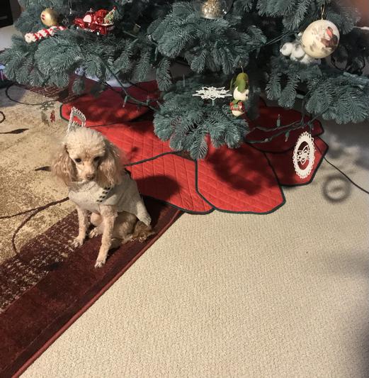 Bella Anna posing in reindeer Sweater