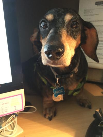 At my computer sniffing for treats !