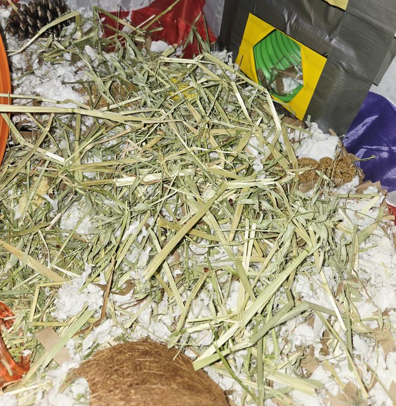 Hay in Gunthers playpen