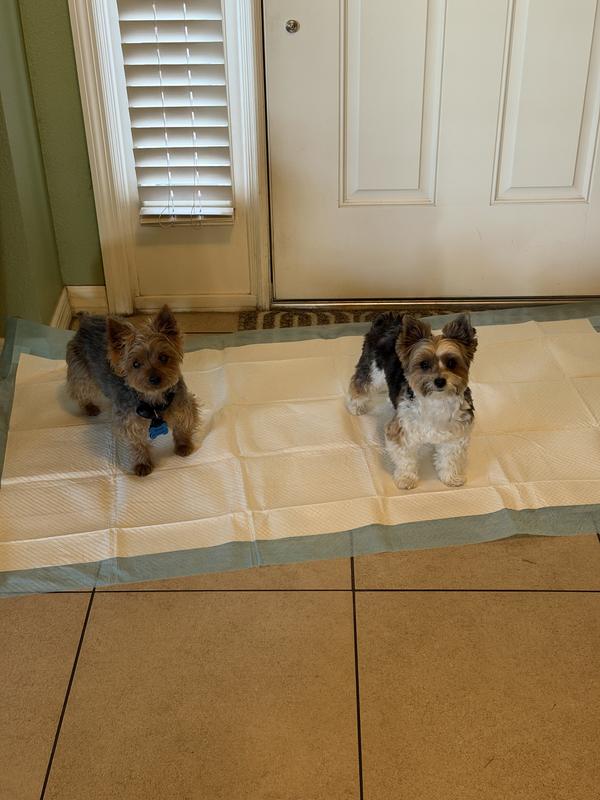 My dogs are 6 and 8 pounds
