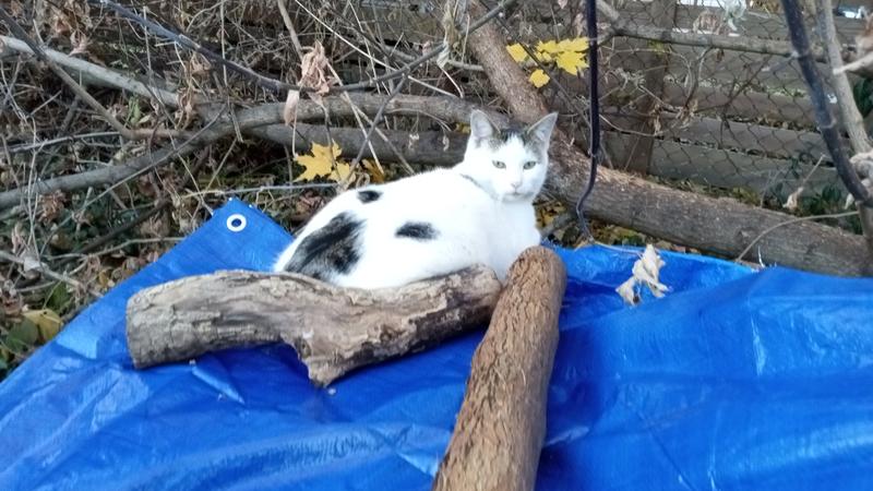 Tipper our neighborhood cat