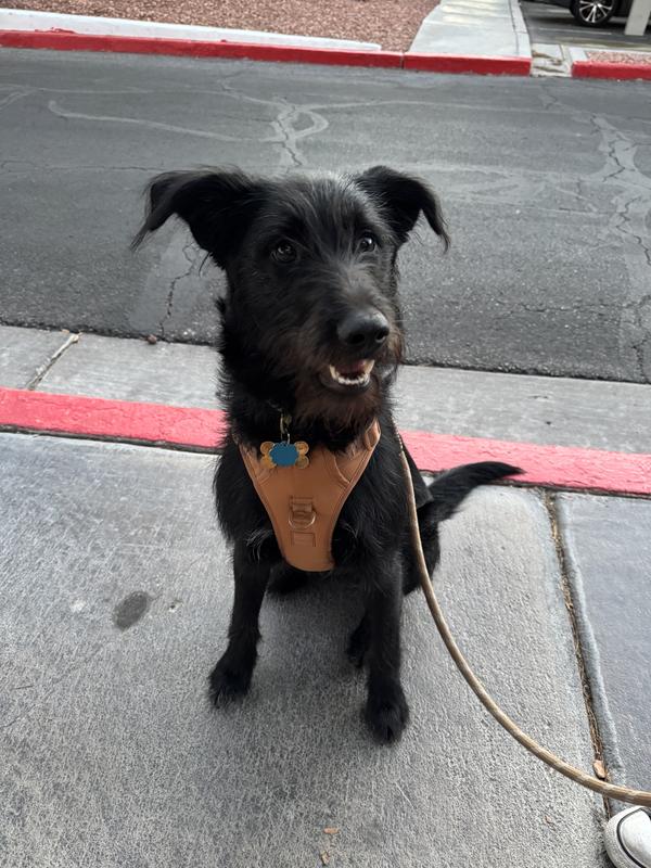 I purchased the size XL