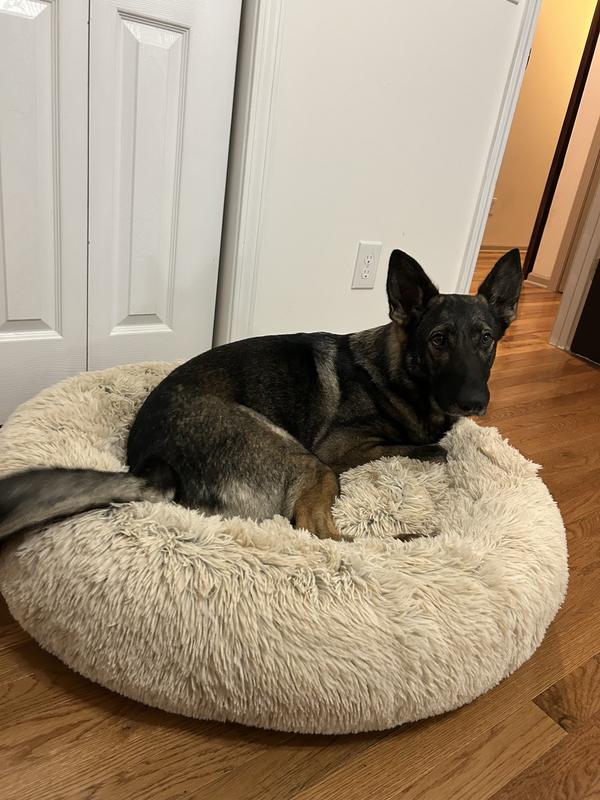 Size large (65 lb)