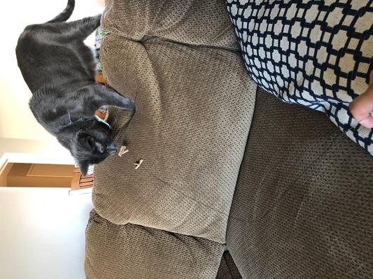 My more reserved cat loves it.