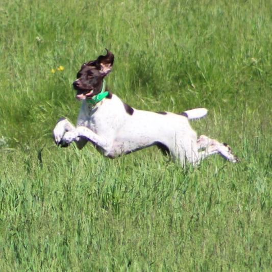 GSP Filey working in the field.