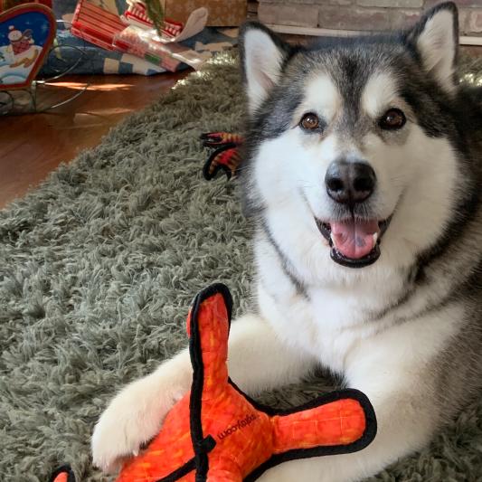 Stella with her new Tuffys Xmas Alien, Alfredo