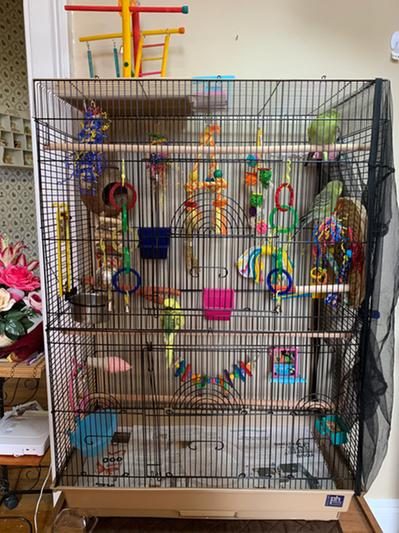My baby cage with my 4 baby keets