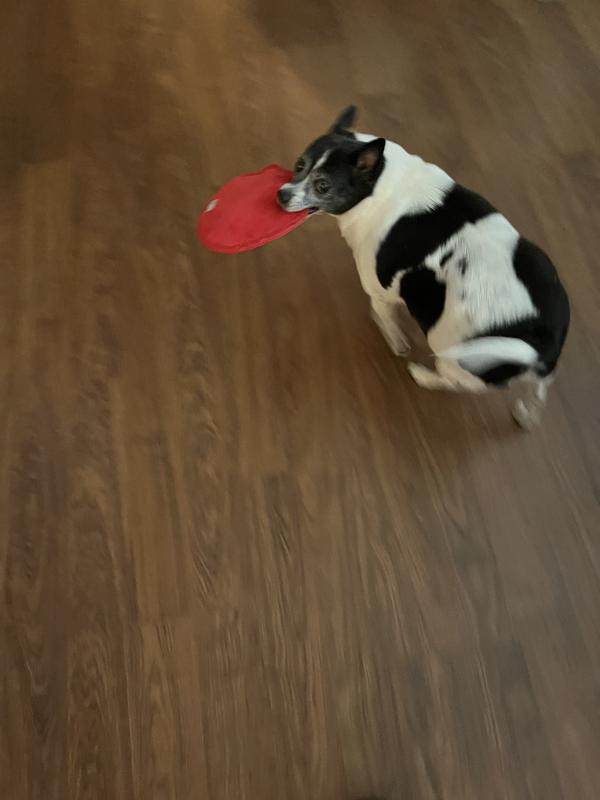 Lizzie has claimed this toy!