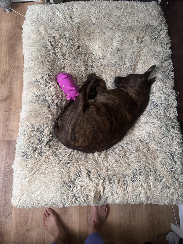 Cooling platform bed with bed and throw.