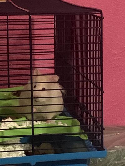 Hamster heaven cage clearance review