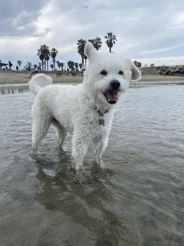 Trazodone (Generic) Tablets