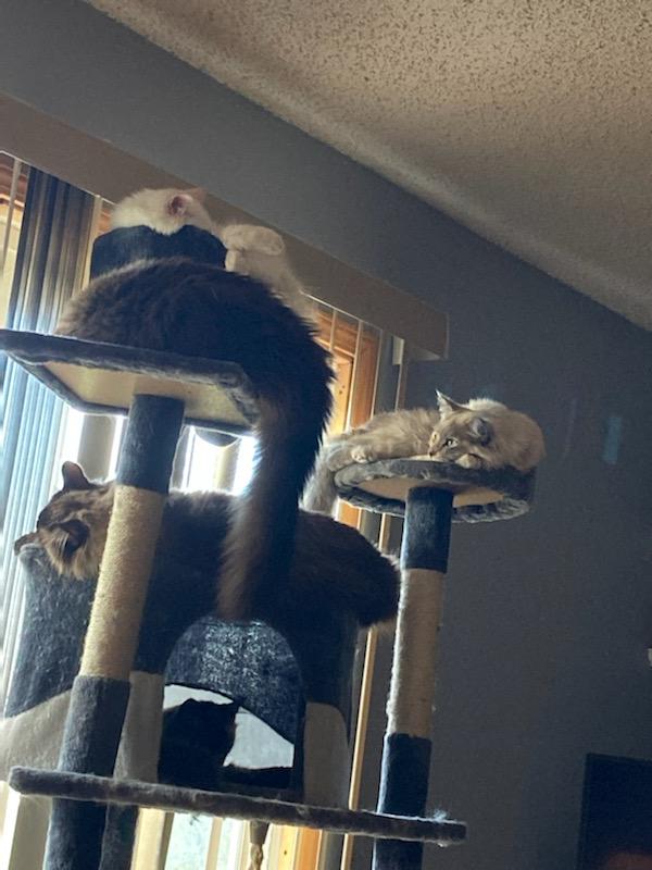 YAHEETECH 79in Plush Cat Tree & Condo, Dark Gray/White