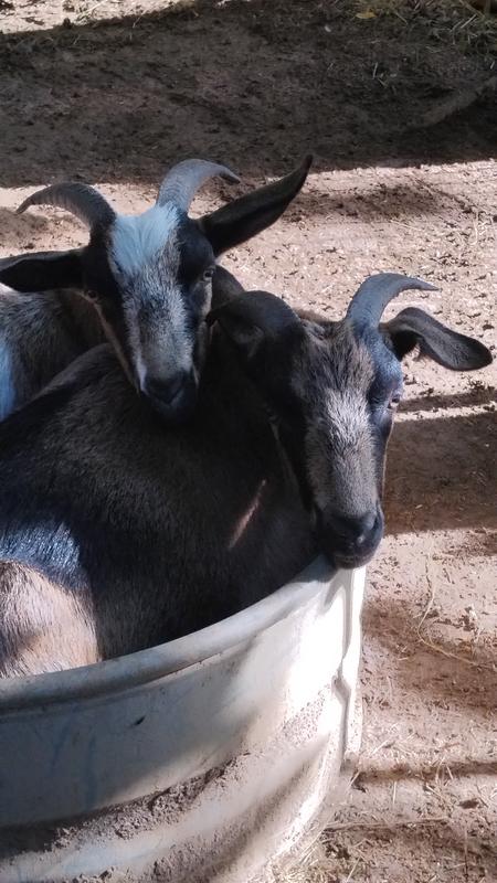 Very happy they just ate goat granola