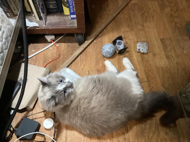 My kitty Ghost with her new toys