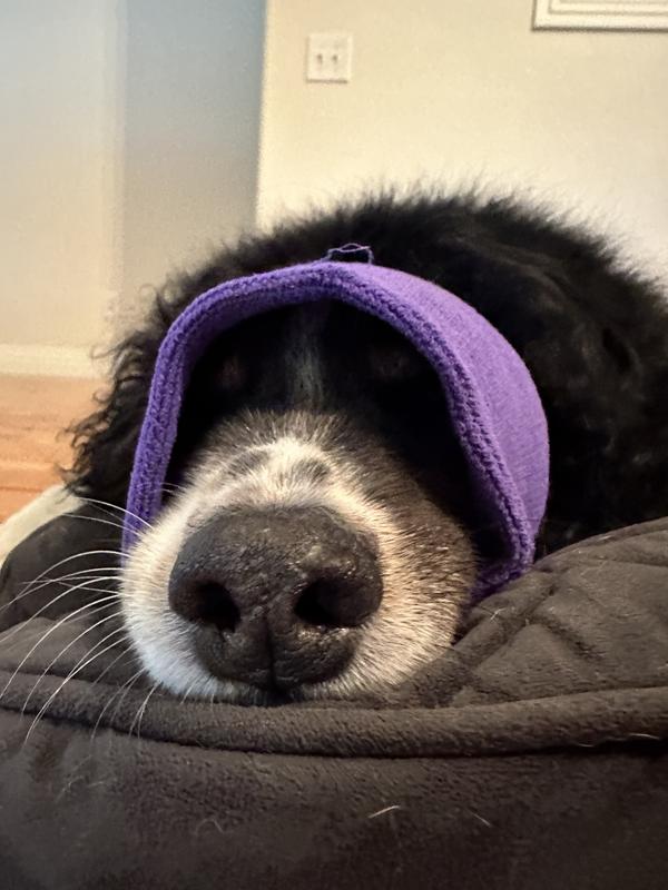 HAPPY HOODIE Thunder Grooming Fireworks Calming Band for Dogs & Cats ...