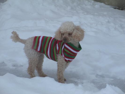bella thrives now that she has Wellness food