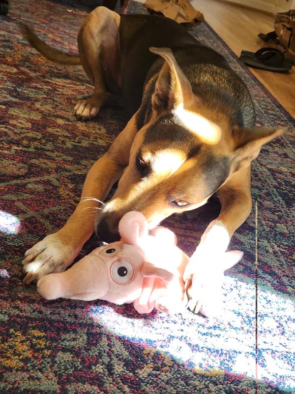 He loves his new toy