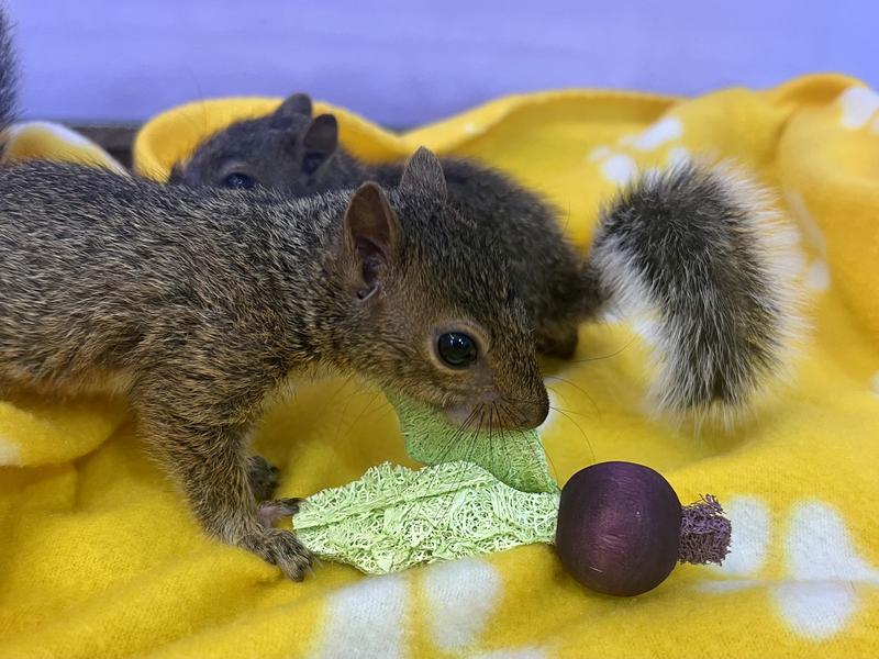 Squirrel chewing the A&E Company Turnip Chew.