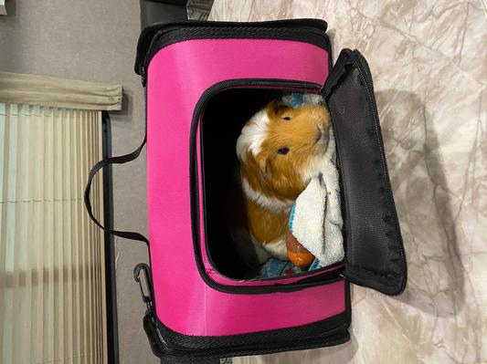 Kaytee Come Along Carrier Medium - Cozy Fabric Pet Carrier For Small Animals