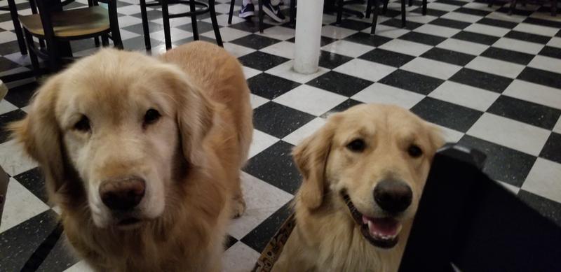 Waiting for dinner with brutus broth