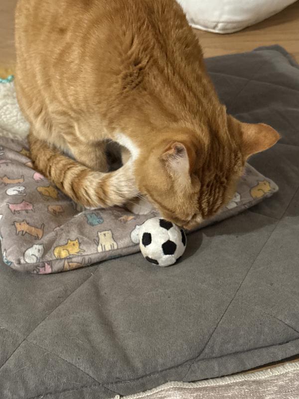 Cats at play!
