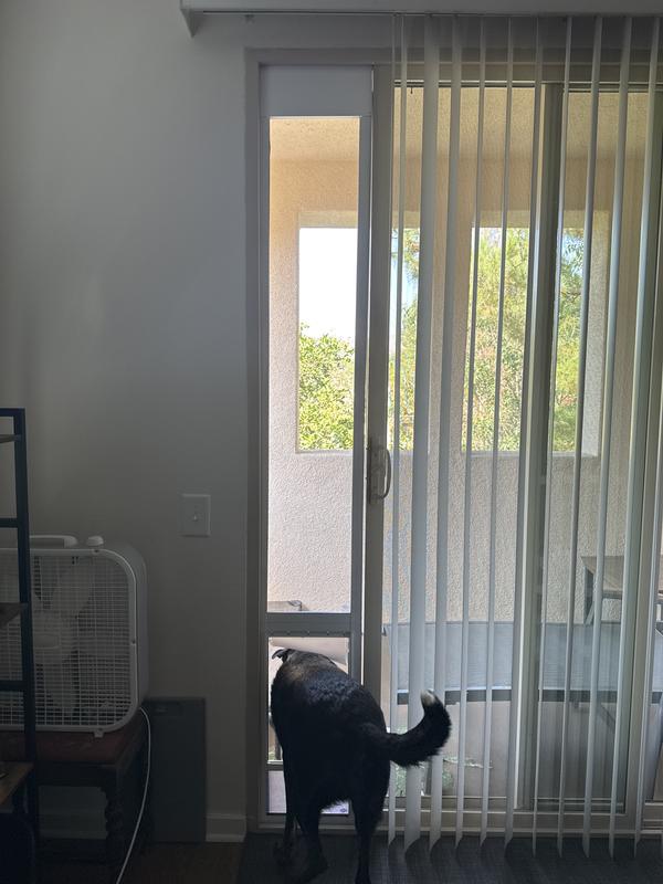 Dog using door