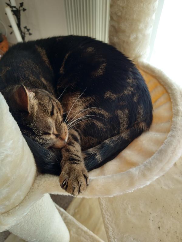 He's an average sized tabby cat, about 10 lbs, not small or large.  You can see the hammock bed would accommodate a larger cat.