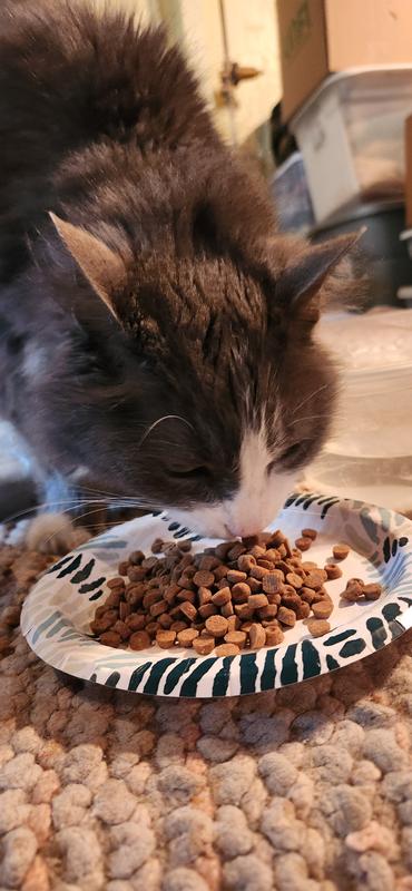 Storm seemed to really like this cat food.