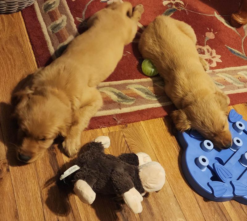 Tuckered out from their puzzles