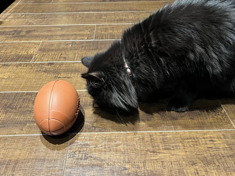 Pippa enjoying treats