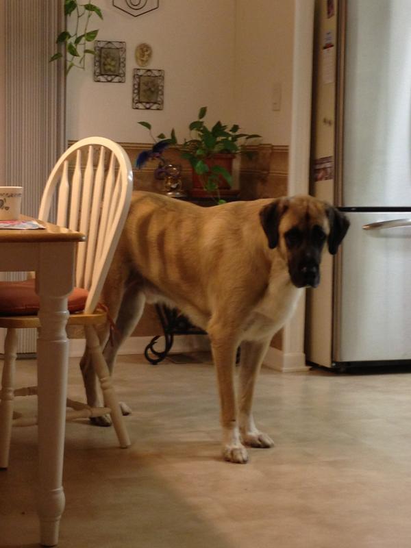 victor dog food does the trick