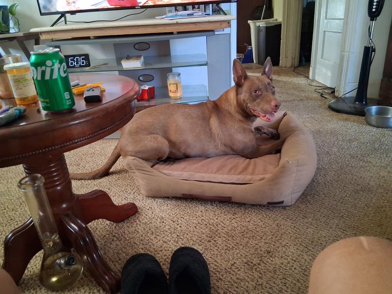 My elder dog Jaden playing in her bed