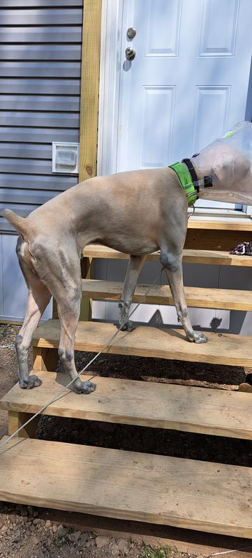 Dog chewing outlet crate tray