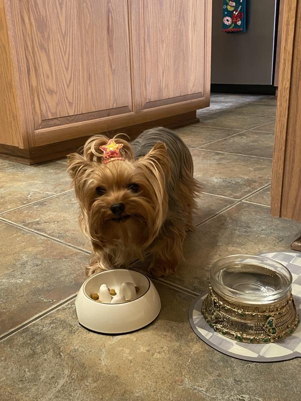 Actually crunching 1 kibble at a time!