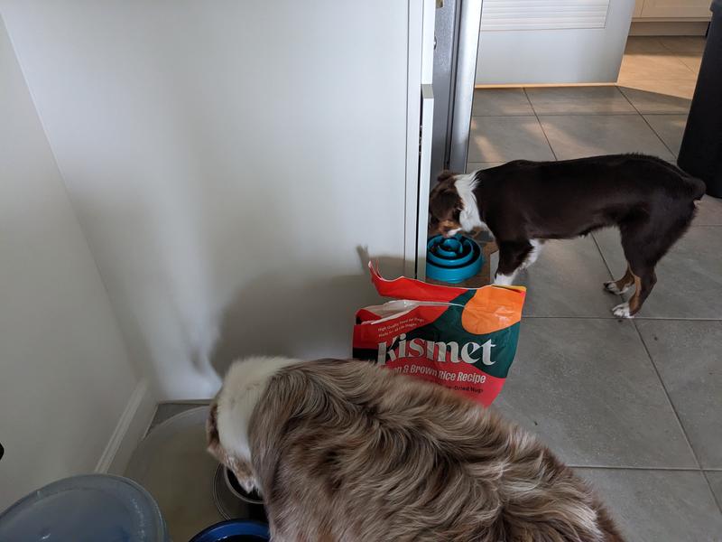 Gobbling up their Kismet Salmon and Brown Rice Recipe