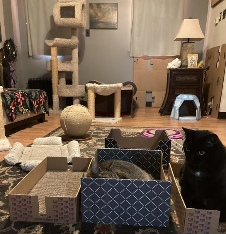 Cats living room