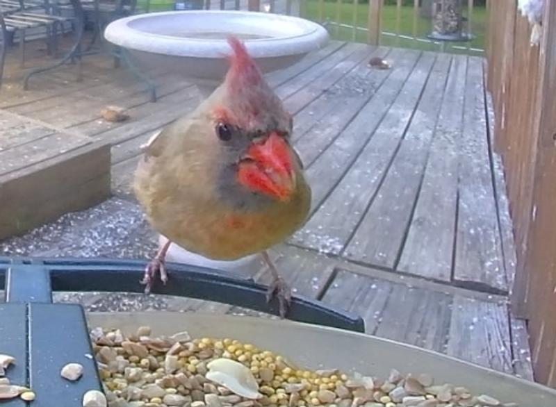 Female Northern Cardinal grabbing a bite to eat