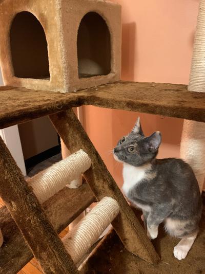 Kitty mansions beverly 2024 hills cat tree