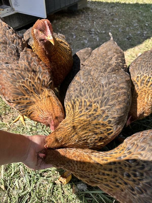 Quickly gathering a crowd lol