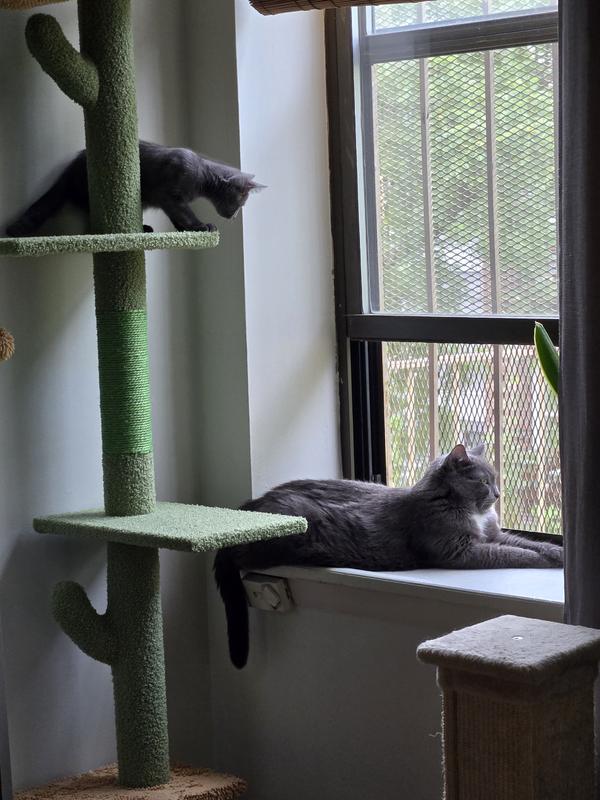 kitty mojo bird-watching action, while keeping the peace!